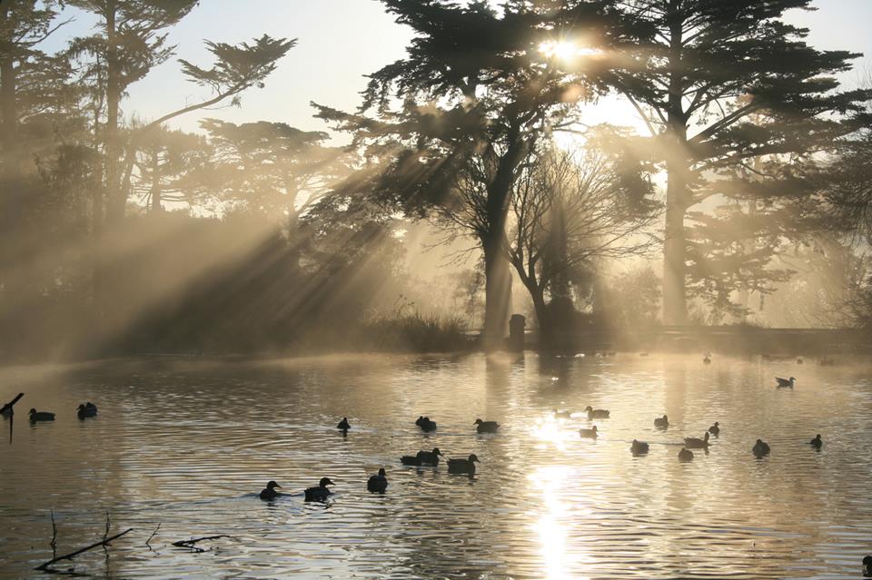 Crepuscular Rays At Stow Lake jigsaw puzzle