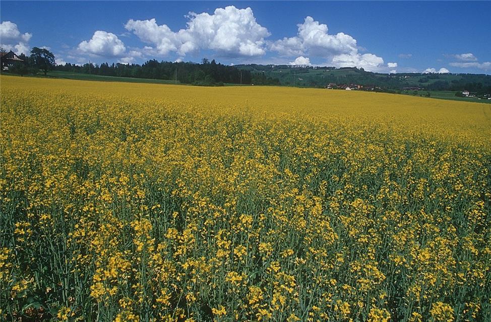 A Field Of Yellow Flowers jigsaw puzzle