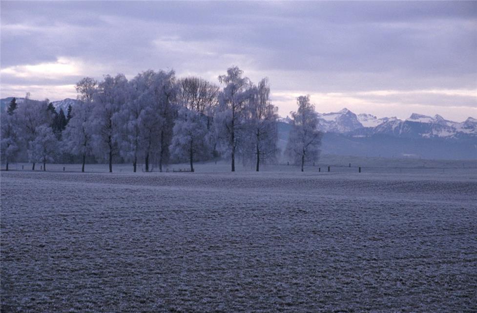 Landscape Covered In Snow jigsaw puzzle