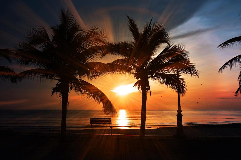 Palms Beach And Sunset jigsaw puzzle