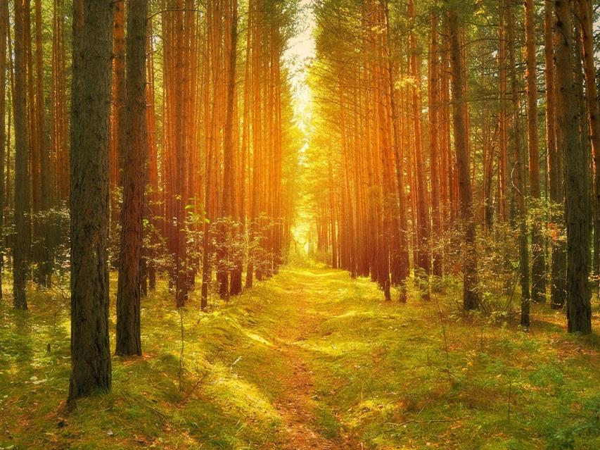 Path In The Woods jigsaw puzzle