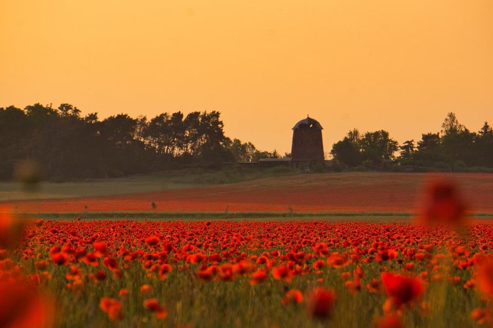 Poppies Field jigsaw puzzle