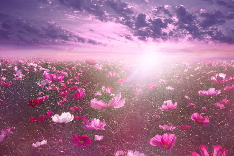 Purple Sunset jigsaw puzzle