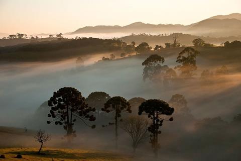 Sunrise In Parana Pines jigsaw puzzle