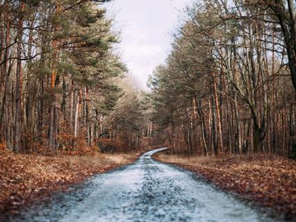 Wilted Trees jigsaw puzzle