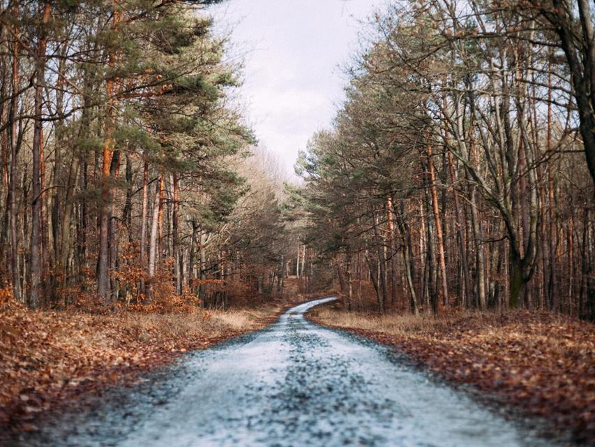 Wilted Trees jigsaw puzzle