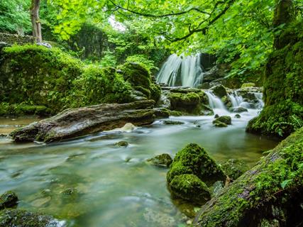 Swampy Forest jigsaw puzzle