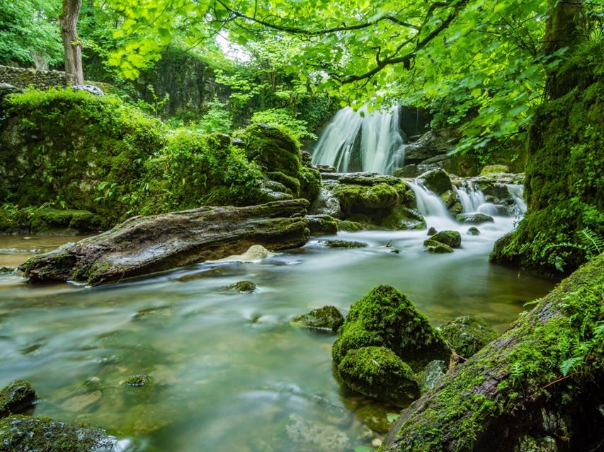 Swampy Forest jigsaw puzzle