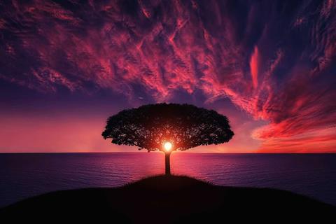 Tree Silhouette jigsaw puzzle