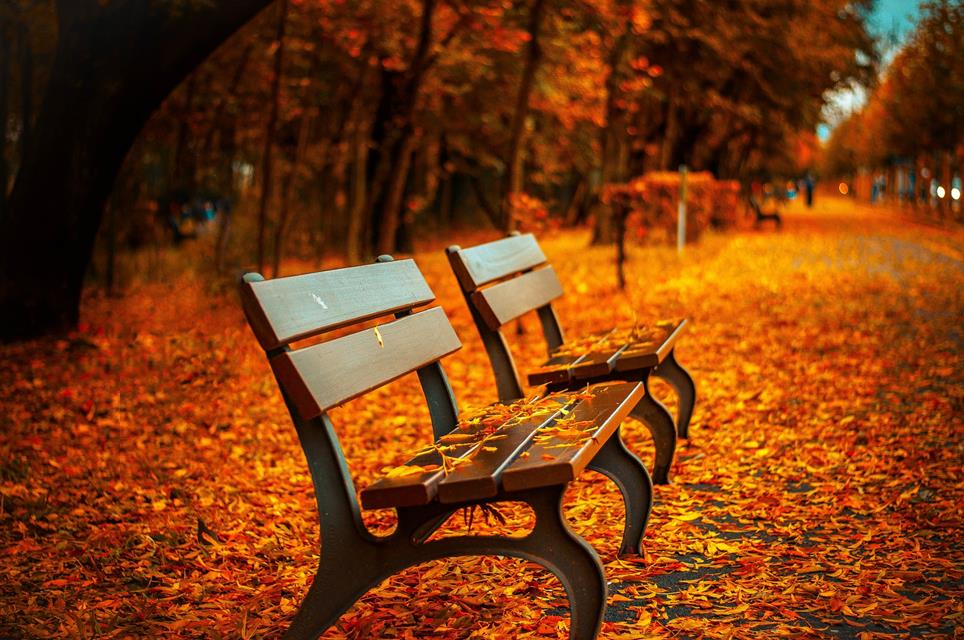 Bench With Falling Leaves jigsaw puzzle