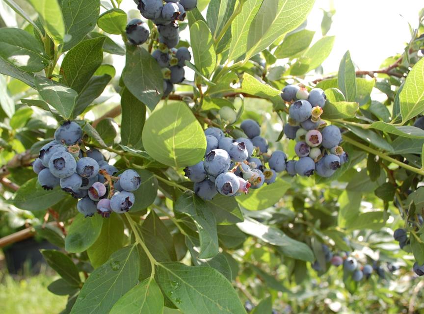 Blueberry Cultivation jigsaw puzzle