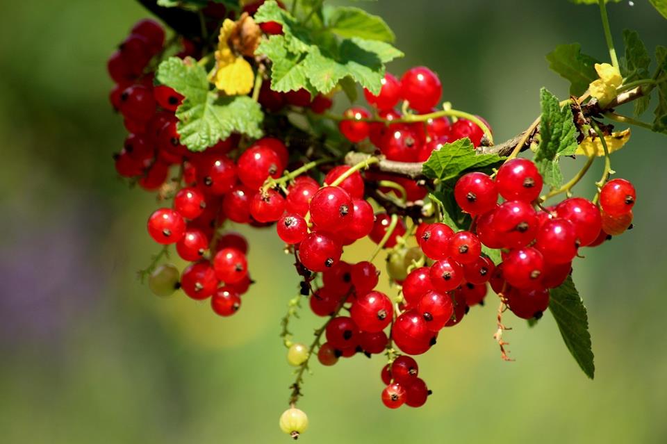Bunch Of Red Currant jigsaw puzzle