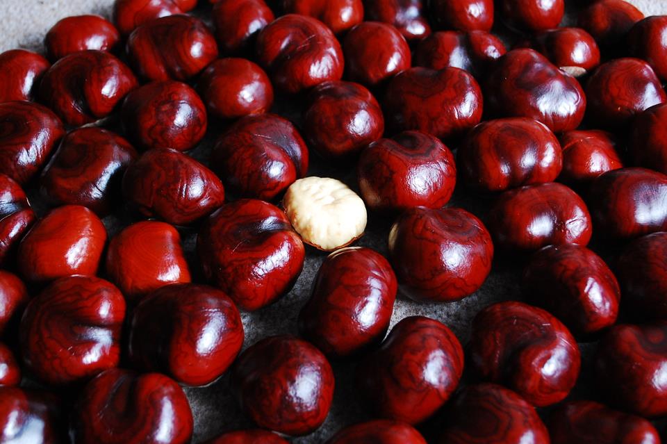 Chestnuts jigsaw puzzle