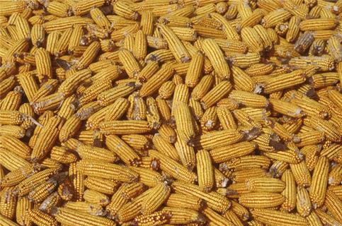 A Bunch Of Corn jigsaw puzzle