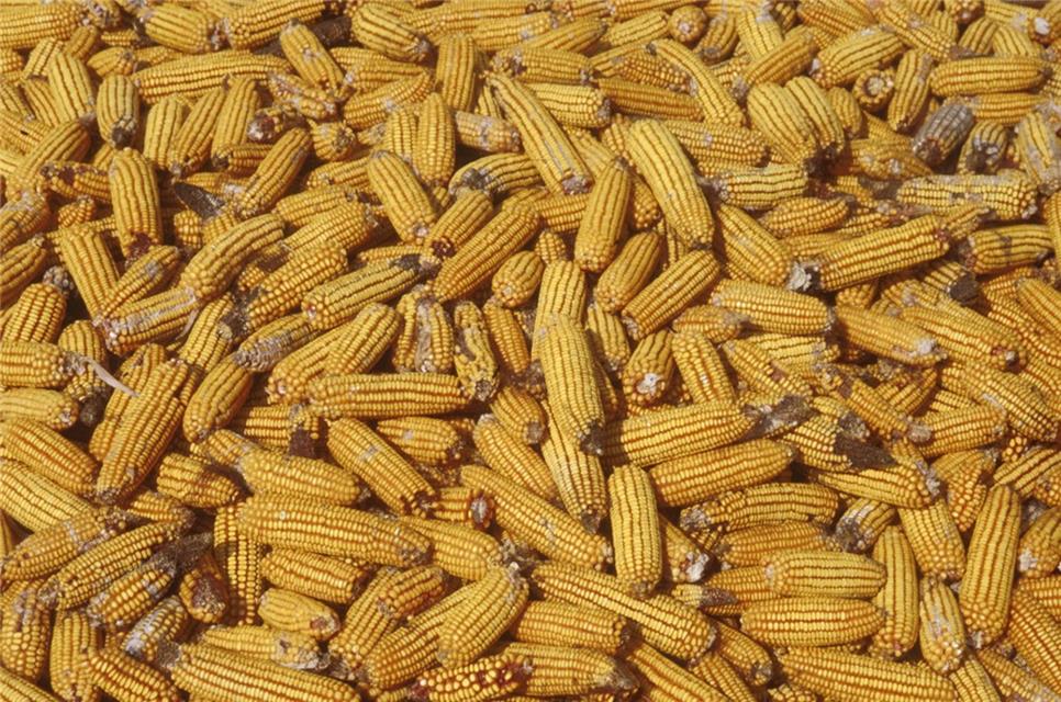 A Bunch Of Corn jigsaw puzzle