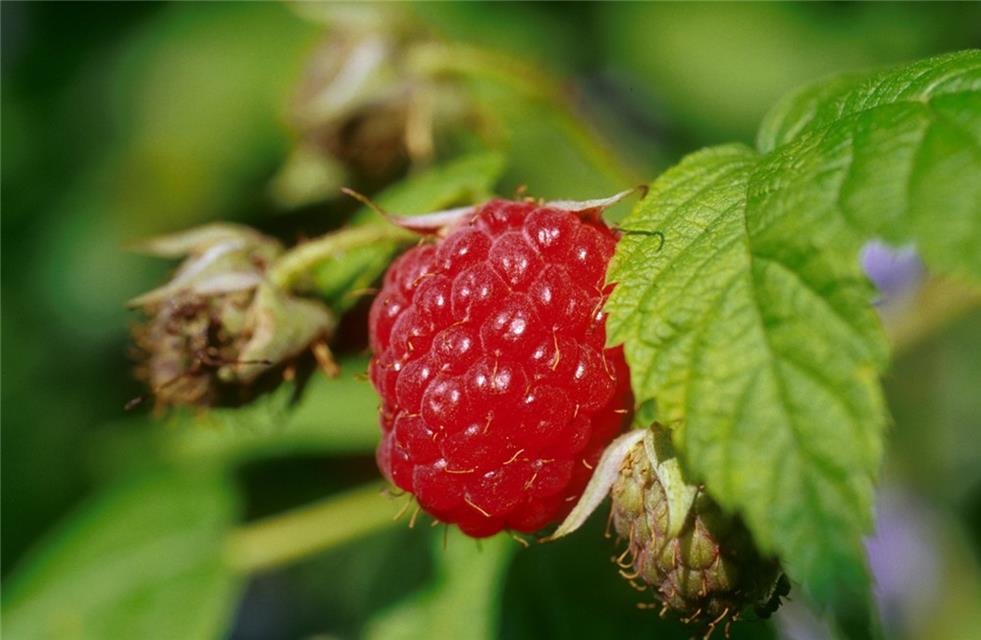Mulberry jigsaw puzzle