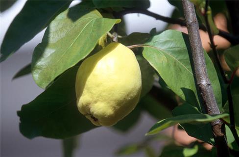 Etrog jigsaw puzzle