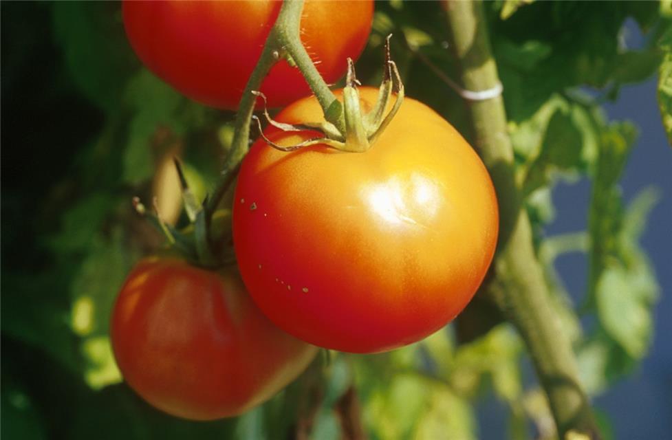 Three tomatoes jigsaw puzzle
