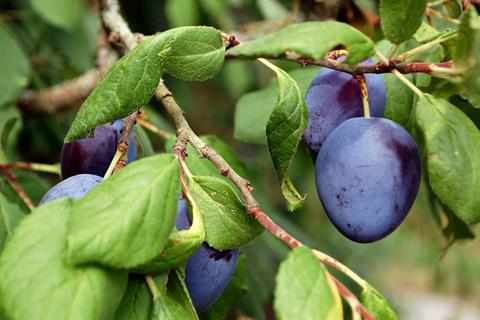 Prunes jigsaw puzzle
