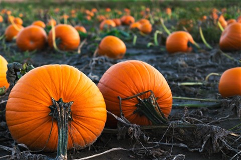 Pumpkin Patch jigsaw puzzle