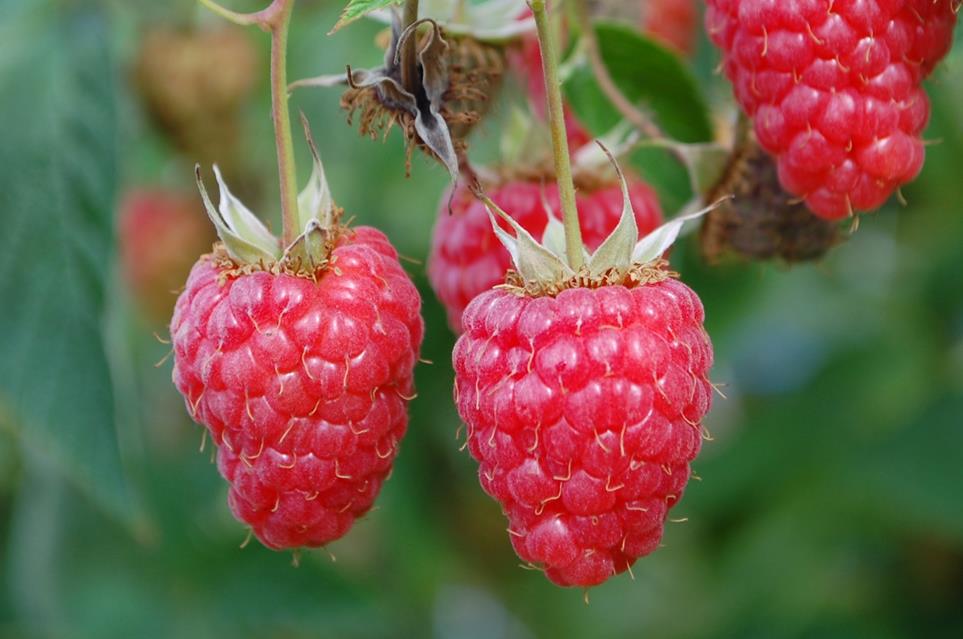 Raspberies jigsaw puzzle