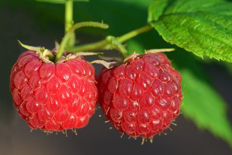 Two Raspberries jigsaw puzzle