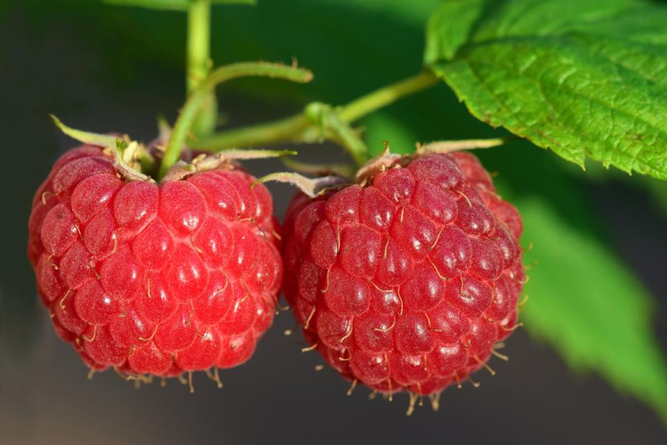 Two Raspberries jigsaw puzzle