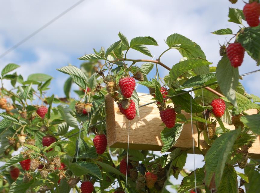 Raspberry Cultivation jigsaw puzzle