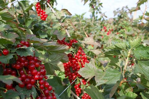 Red Berries jigsaw puzzle