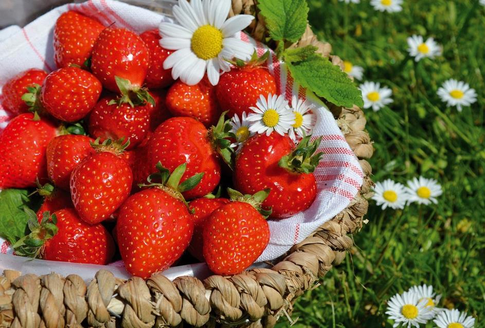 Strawberries Basket jigsaw puzzle