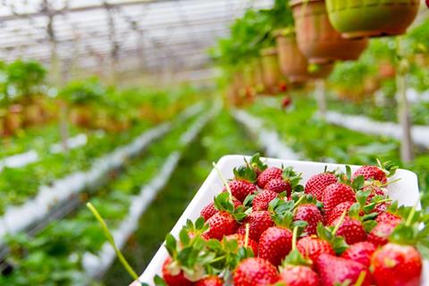 Strawberry Fields jigsaw puzzle