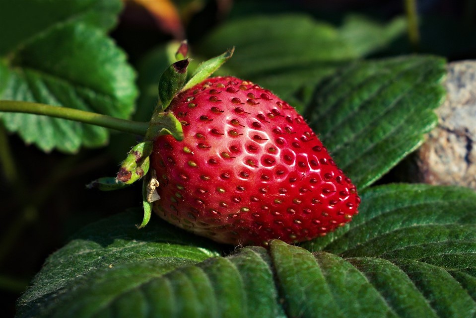 Strawberry close up jigsaw puzzle