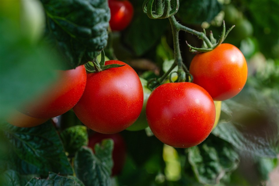 Tomatoes Vegetables Fresh jigsaw puzzle