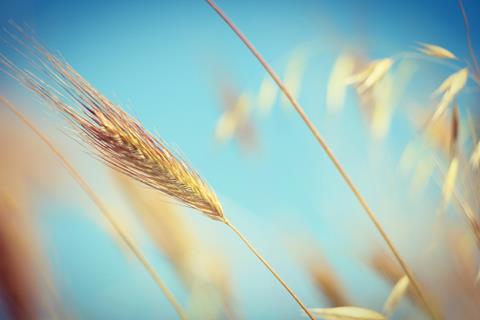 Yellow Grass Rye jigsaw puzzle