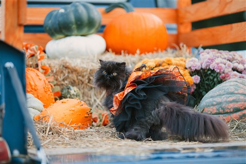 Halloween Dressed Cat jigsaw puzzle