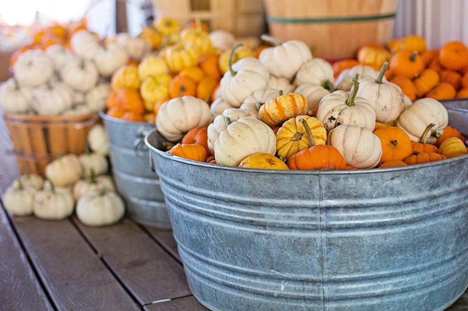 Little Pumpkins jigsaw puzzle