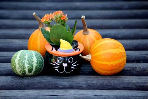 Pumpkins jigsaw puzzle