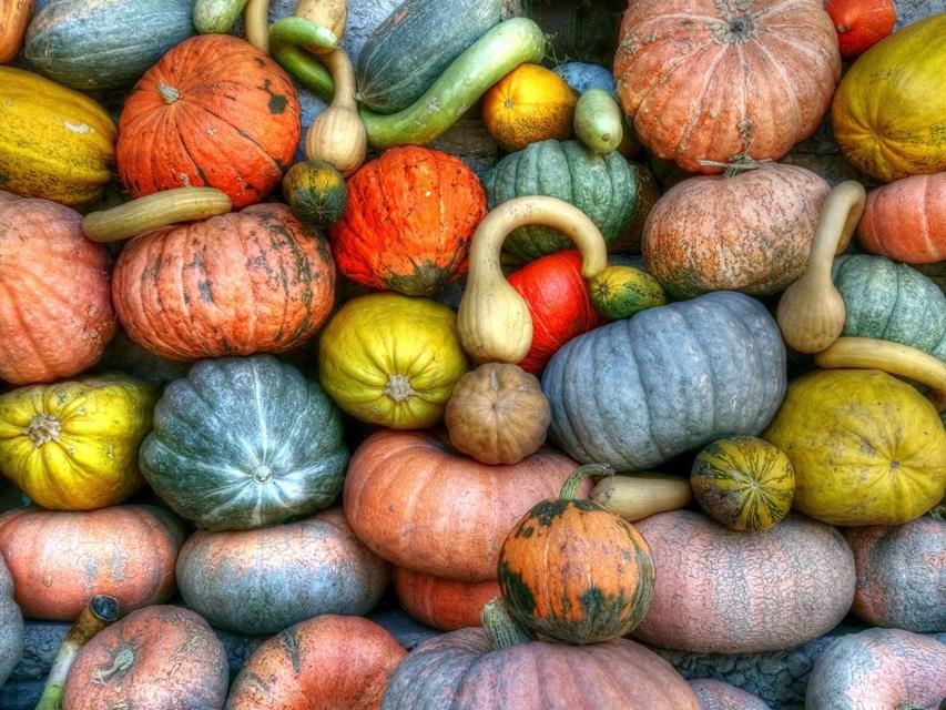 Pumpkins jigsaw puzzle