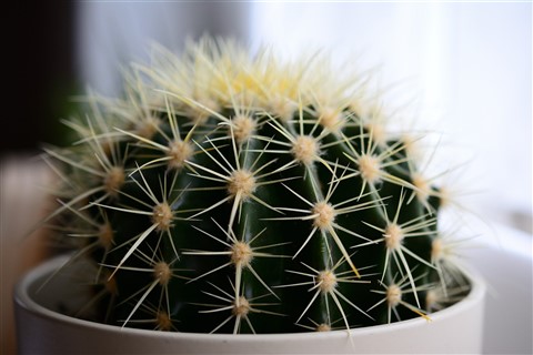 Cactus Plant jigsaw puzzle