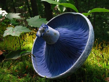 Indigo Blue Mushroom jigsaw puzzle