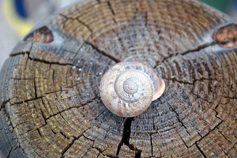 Snail House jigsaw puzzle