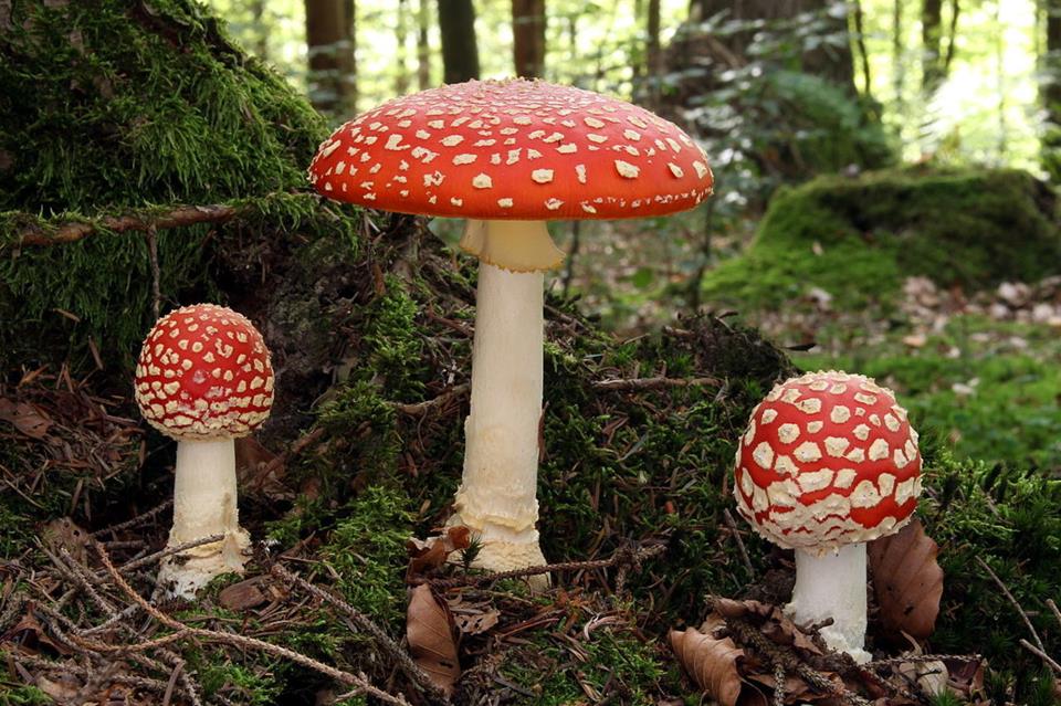 Three Mushrooms jigsaw puzzle