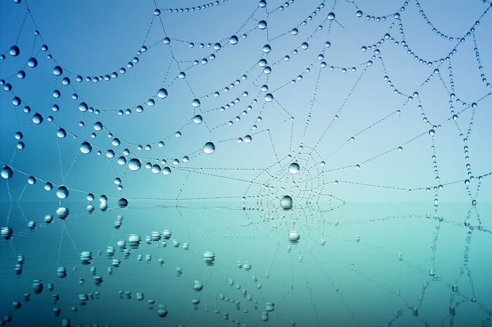 Wet Web jigsaw puzzle