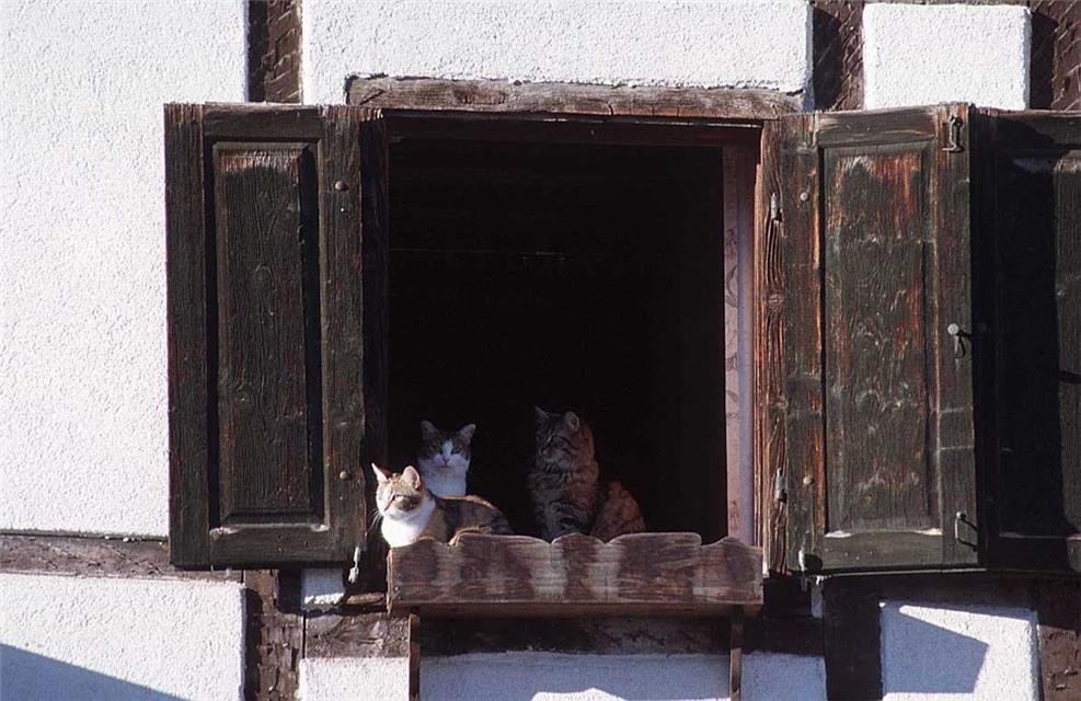 Cats On Window jigsaw puzzle
