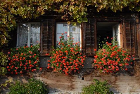 Windows And Flowers jigsaw puzzle