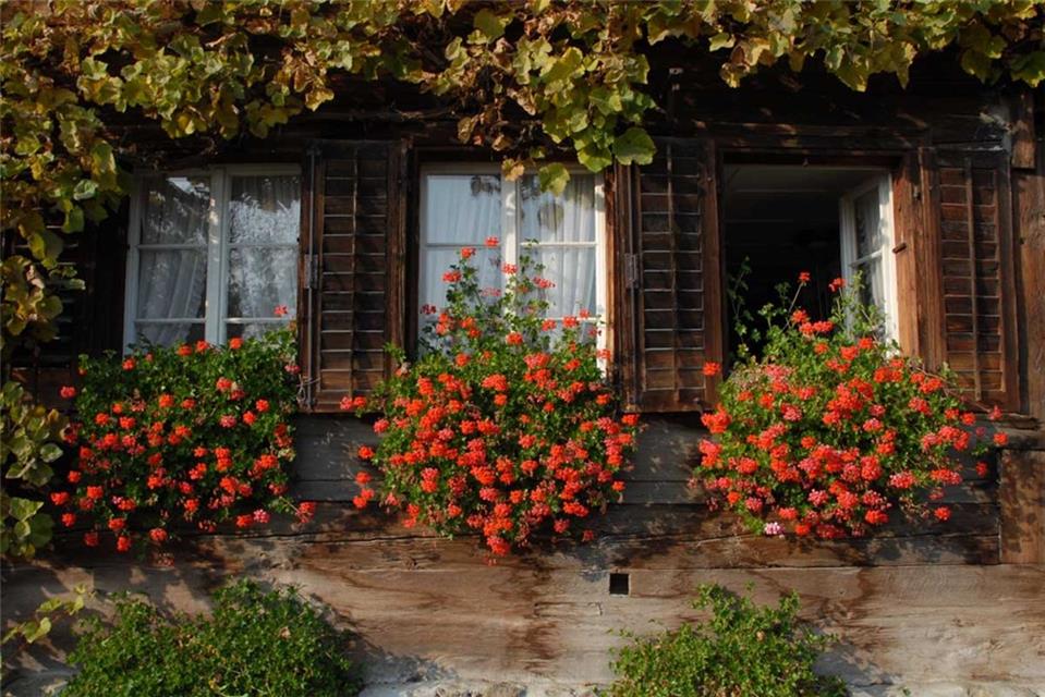 Windows And Flowers jigsaw puzzle