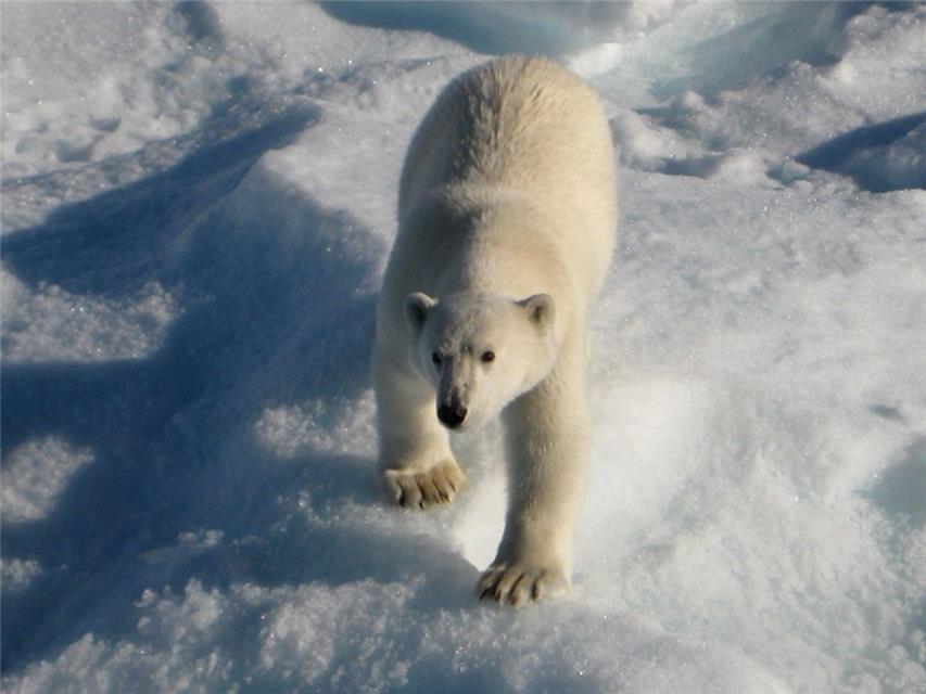Polar Bear jigsaw puzzle