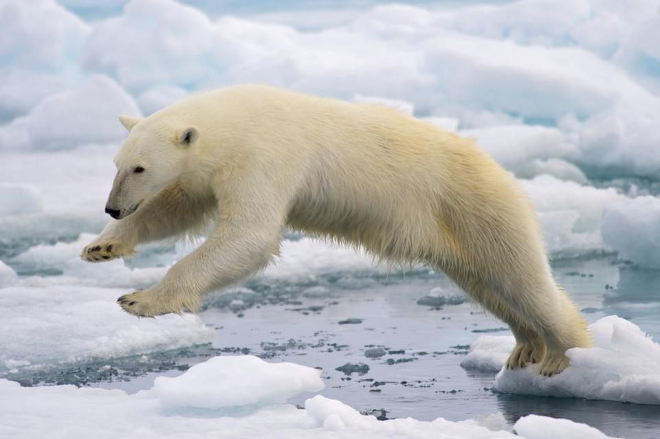 Polar Bear Jumping jigsaw puzzle