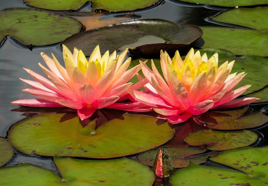 Aquatic Lotus jigsaw puzzle