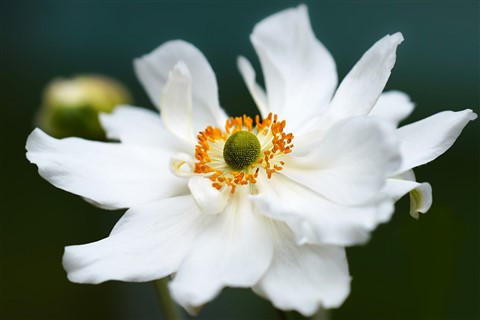 Anemone Flower White jigsaw puzzle